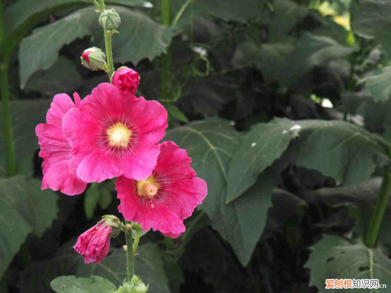 克拉玛依鲜花店电话，克拉玛依适合养什么花，市花和市树是什么？