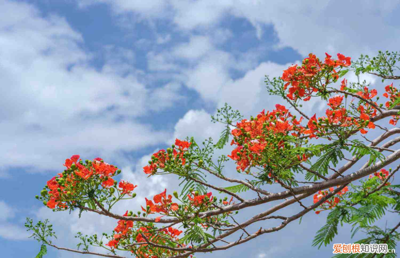 攀枝花花种，攀枝花适合养什么花，市花和市树是什么？