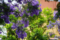 攀枝花花种，攀枝花适合养什么花，市花和市树是什么？