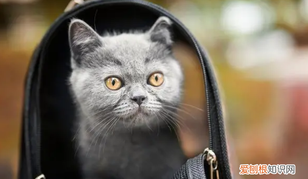 晚上猫叫是什么 ，晚上猫叫有什么寓意？