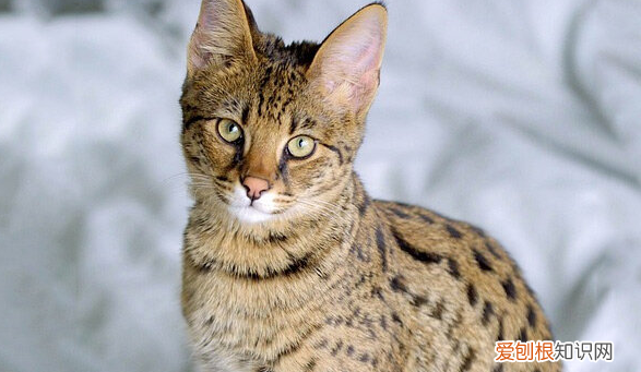 养猫的人容易得15种病 ，一猫穷二猫富三猫四猫五猫？