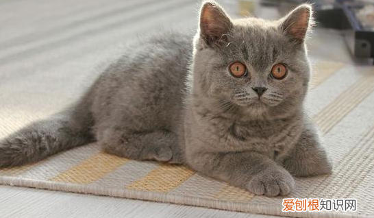 十大便宜又好养的猫品种 ，十大便宜又好养的猫排名？