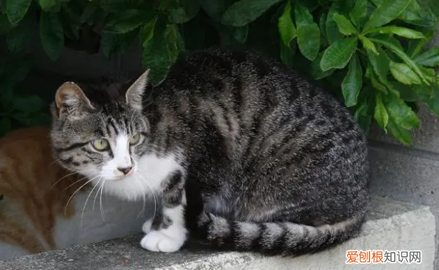 猫丢了附近都找了没有咋办农村 ，猫丢了如何快速找回？