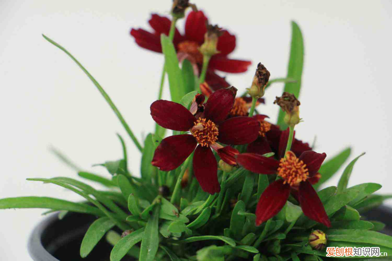 白山市的市花，白山适合养什么花，市花和市树是什么？