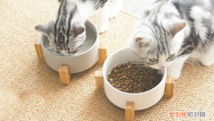 猫用什么碗喝水比较好 ，猫咪用什么食盆和喝水的好？
