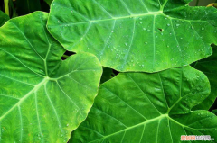 红河适合养什么花,市花和市树是什么植物类型，红河适合养什么花，市花和市树是什么？