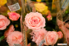 保山适合养什么花,市花和市树是什么树种，保山适合养什么花，市花和市树是什么？