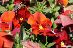 曲靖哪里有卖花植物的市场，曲靖适合养什么花，市花和市树是什么？