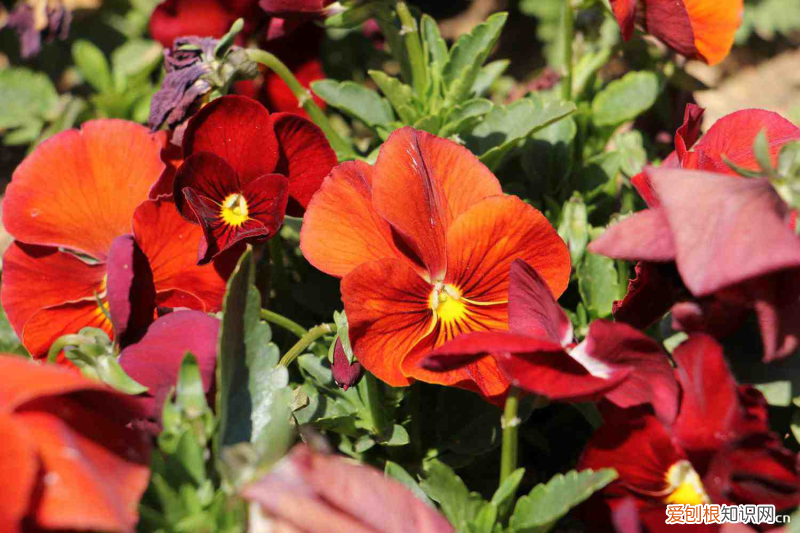 曲靖哪里有卖花植物的市场，曲靖适合养什么花，市花和市树是什么？