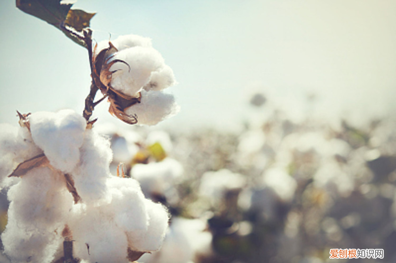 哈密适合养什么花,市花和市树是什么花，哈密适合养什么花，市花和市树是什么？