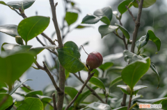 德宏有哪些地方可以玩，德宏适合养什么花，市花和市树是什么？