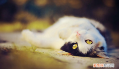 猫咪不吃东西走路不稳四肢无力 ，猫不吃东西走路没力气？