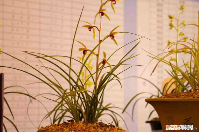 文山市宜居吗，文山适合养什么花，市花和市树是什么？