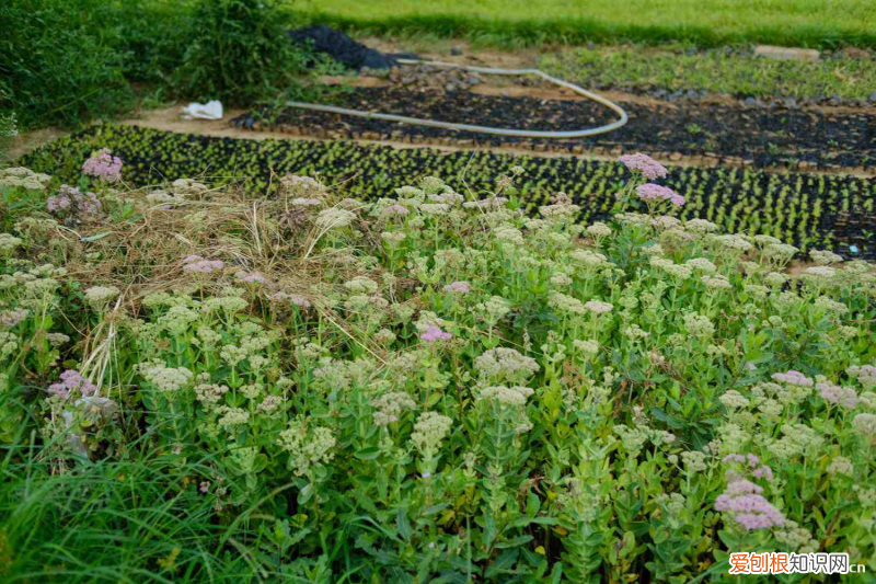 陇南被誉为，陇南适合养什么花，市花和市树是什么？