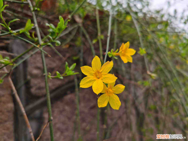 陇南被誉为，陇南适合养什么花，市花和市树是什么？
