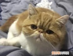 猫咪不经意间漏粑粑 ，猫咪无意识漏尿？