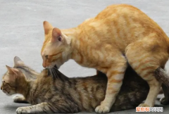 猫从配到生一般多少天 ，猫刚配完怎么分辨有没有配上？