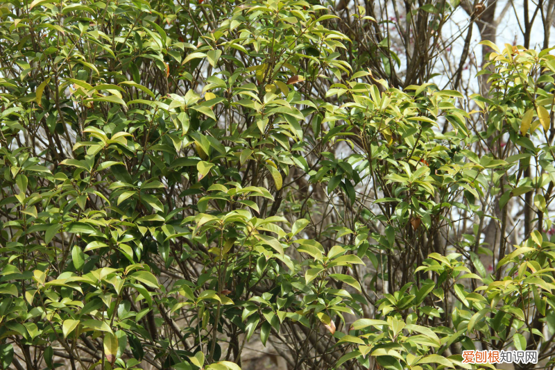 汉中最佳观花点，汉中适合养什么花，市花和市树是什么？