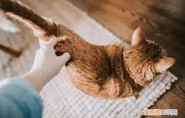 猫尾巴拽坏怎么办 ，猫尾巴不小心拽了一下？