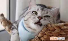 小猫养多久才认主人呢 ，小猫要养多久才会认识我？