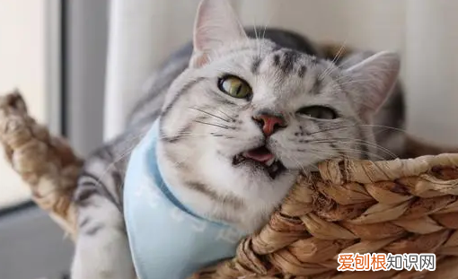 小猫养多久才认主人呢 ，小猫要养多久才会认识我？