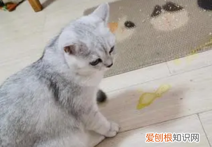 猫咪吐黄水没精神不吃饭什么原因 ，猫咪吐黄水没精神不吃饭吃什么药？
