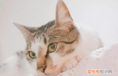 第一次养猫该怎么办呀 ，第一次养猫该注意什么？