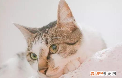 第一次养猫该怎么办呀 ，第一次养猫该注意什么？