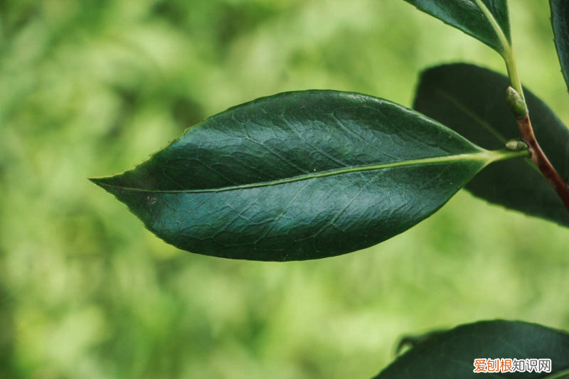 楚雄最大花市在哪里建，楚雄适合养什么花，市花和市树是什么？