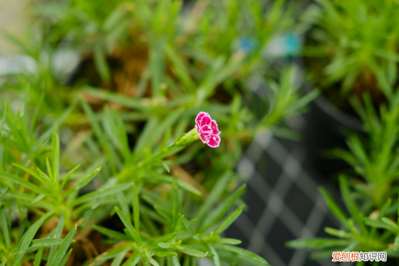 楚雄最大花市在哪里建，楚雄适合养什么花，市花和市树是什么？