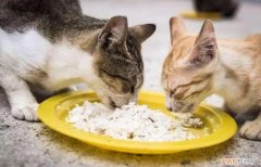 猫咪吃生的 ，猫吃生的东西好吗？