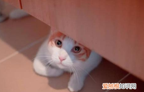 猫胆小怕人整天躲着怎么办像女孩子一样叫 ，猫胆小怕人整天躲着怎么办像女孩子一样怎么回事？