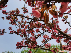 安康盆栽花哪里有卖，安康适合养什么花，市花和市树是什么？