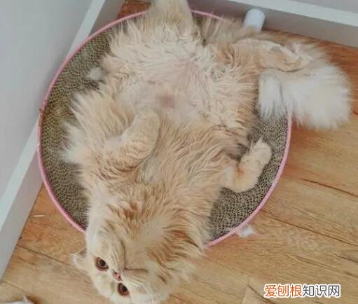 猫咪喘气肚子一抽一抽的怎么治疗 ，猫咪喘气肚子一抽一抽的没精神？