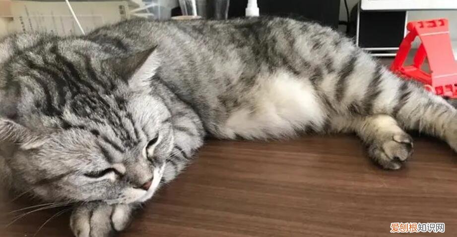 猫咪身体一抽一抽的打喷嚏 ，猫咪身体一抽一抽的打喷嚏怎么回事？