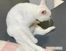 猫使劲吞咽 ，猫咪感觉吞咽困难？