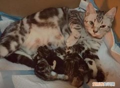 猫生不出来怎么助产 ，猫生不出来崽子怎么人工助产？