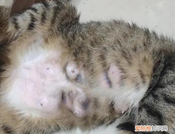 猫咪乳房硬块怎么处理乳腺增生 ，猫咪乳房结块如何解决？
