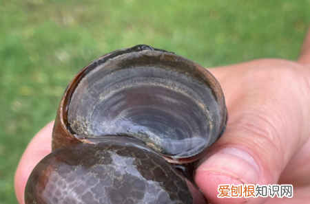 怎么区分福寿螺,怎么区分田螺和福寿螺