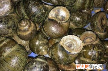 怎么区分福寿螺,怎么区分田螺和福寿螺