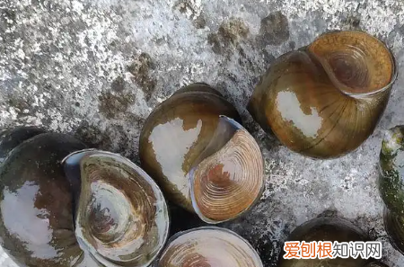 怎么区分福寿螺,怎么区分田螺和福寿螺