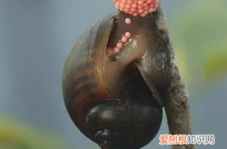 怎么区分福寿螺,怎么区分田螺和福寿螺