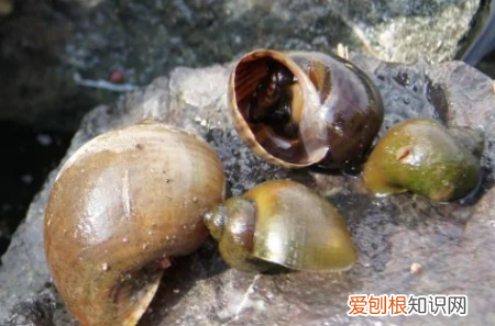 怎么区分福寿螺,怎么区分田螺和福寿螺