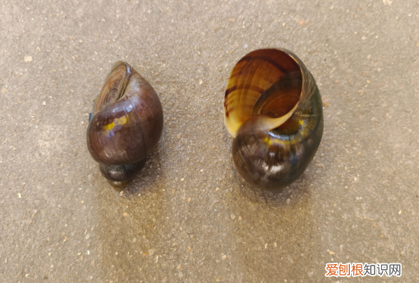 怎么区分福寿螺，怎么区分田螺和福寿螺