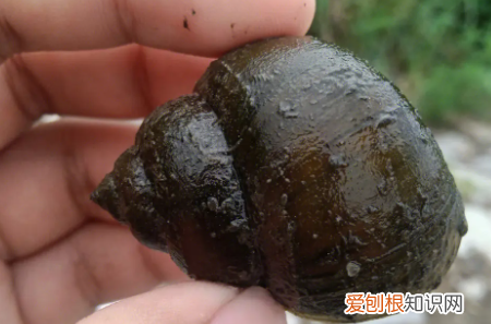 怎么区分福寿螺,怎么区分田螺和福寿螺