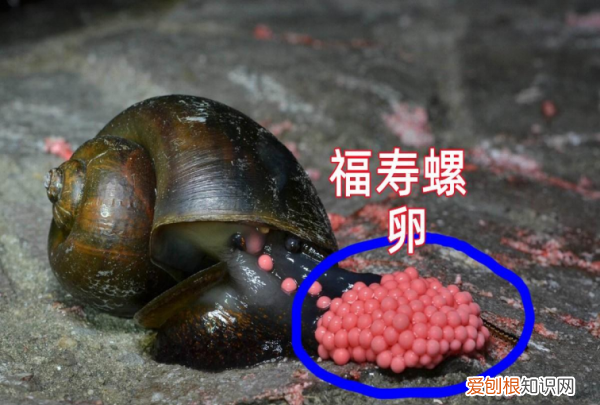 怎么区分福寿螺,怎么区分田螺和福寿螺