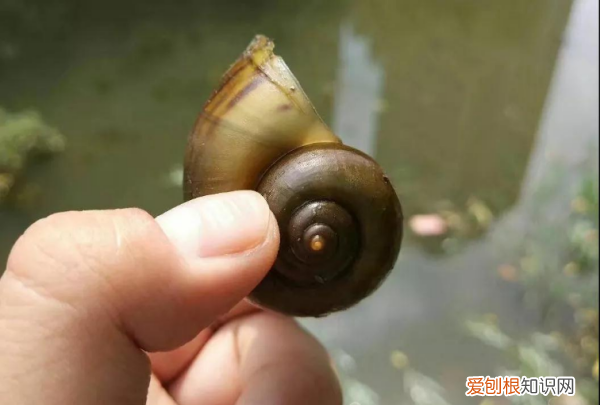 怎么区分福寿螺,怎么区分田螺和福寿螺
