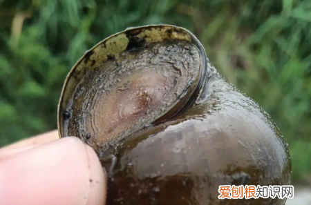 怎么区分福寿螺,怎么区分田螺和福寿螺