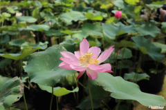 夏天开花的花，夏天花有哪些花？