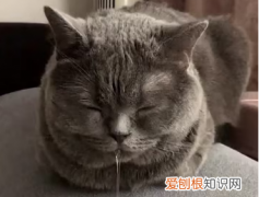 猫流口水并且很臭怎么回事儿 ，猫流口水并且很臭怎么回事吃什么药？